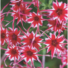 Phlox Drummondii Flower Seeds for Planting – Heirloom, Non-GMO, High Germination Organic Garden Seeds