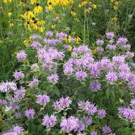 Semillas de flores de Monarda Fistulosa púrpura – Semillas orgánicas de jardín para plantar, de herencia, no transgénicas y de alta germinación