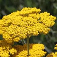 Yellow Filipendulina Flower Seeds – Heirloom Non-GMO High Germination Organic Seeds