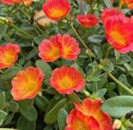 Red Portulaca Grandiflora Flower Seeds – Heirloom, Non-GMO, High Germination Organic Garden Seeds for Planting