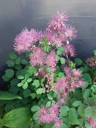 Pink Thalictrum Flower Seeds Heirloom Non-GMO High Germination Organic Garden Seeds for Planting
