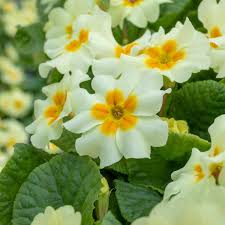 White Polyanthus Flower Seeds Heirloom Non-GMO High Germination Organic Garden Seeds for Planting