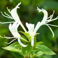 White Lonicera Japonica Flower Seeds Heirloom Non-GMO High Germination Organic Garden Seeds for Planting