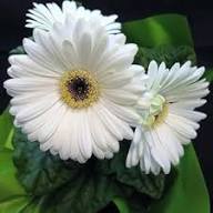 White Gerbera Daisy Flower Seeds Heirloom Non-GMO High Germination Organic Garden Seeds for Planting