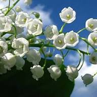 White Bell Orchid Flower Seeds – Heirloom, Non-GMO, High Germination Organic Garden Seeds for Planting