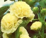 Yellow Double Hollyhock Flower Seeds – Heirloom Non-GMO High Germination Organic Seeds