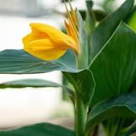 Canna Lily Flower Seeds Yellow – Heirloom, Non-GMO, High Germination Organic Garden Seeds