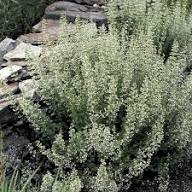 Weiße Bergminze-Pflanzensamen, alte Sorte, gentechnikfrei, hohe Keimrate, Bio-Gartensamen zum Anpflanzen