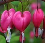 Rosa Dicentra Spectabilis Blumensamen – Historisch gentechnikfrei hohe Keimrate