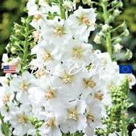 Verbascum Flower Seeds White – Heirloom, Non-GMO, High Germination Organic Seeds