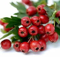 Red Giant Hawthorn Seeds – Heirloom Non-GMO High Germination Organic Garden Seeds for Planting