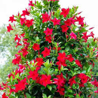 Sanderi Flower Seeds – Heirloom Non-GMO High Germination Organic Garden Seeds