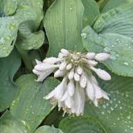 White Hosta Plantaginea Flower Seeds Heirloom Non-GMO High Germination Organic Garden Seeds for Planting