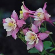 Yellow Pink Aquilegia Flower Seeds – Heirloom Non-GMO High Germination Organic Garden Seeds