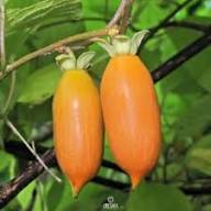 Actinidia Polygama Fruit Seeds for Cultivation Heirloom Non-GMO High Germination Organic Garden Seeds