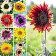 Sun Flower Seeds Mixed – Heirloom, Non-GMO, High Germination Organic Garden Seeds for Planting