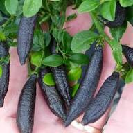 Mixed Finger Lime Seeds – Heirloom, Non-GMO, High Germination Organic Garden