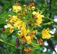 Yellow Cypella Flower Seeds – Heirloom, Non-GMO, High Germination Organic Garden Seeds