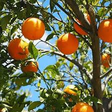 Orange Satsuma Mandarin Seeds for Planting – Heirloom Non-GMO High Germination Organic Garden Seeds
