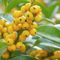 Yellow Ilex Aquifolium Seeds Heirloom Non-GMO High Germination Organic Garden Seeds for Planting