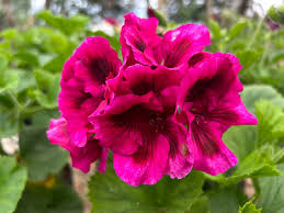 dusk nectar flower seeds