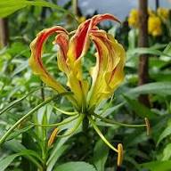 Mixed Gloriosa Flower Seeds – Heirloom, Non-GMO, High Germination Seeds