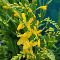 Yellow Crocosmia Flower Seeds – Heirloom, Non-GMO, High Germination Organic Garden Seeds