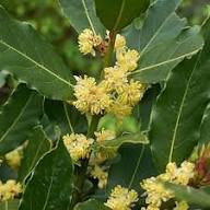 White Laurus Nobilis Flower Seeds Heirloom Non-GMO High Germination Organic Garden Seeds for Planting