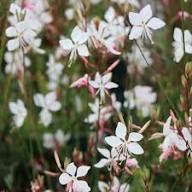 White Gaura Lindheimeri Flower Seeds Heirloom Non-GMO High Germination Organic Garden Seeds for Planting