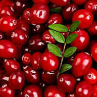 Partridge Berry Seeds Heirloom Non-GMO High Germination Organic Garden Seeds for Planting