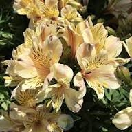 Yellow Pink Alstroemeria Flower Seeds – Heirloom Non-GMO High Germination Organic Garden Seeds