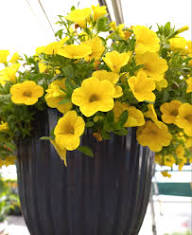 Yellow Calibrocha Flower Seeds – Heirloom, Non-GMO, High Germination Organic Seeds