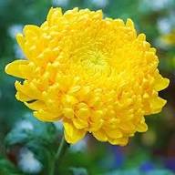 Yellow Chrysanthemum Flower Seeds – Heirloom, Non-GMO, High Germination Organic Garden Seeds