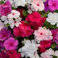 Vinca Flower Seeds Mixed – Heirloom Non-GMO High Germination Organic Garden Seeds