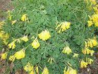 Corydalis Lutea Flower Seeds Yellow – Heirloom, Non-GMO, High Germination Organic Garden Seeds