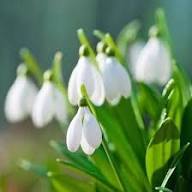 Semillas de Galanthus Doble Blanco Heirloom No Modificadas Genéticamente Alta Germinación Semillas Orgánicas para Jardín