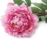 Pink White Peonies Flower Seeds Heirloom Non-GMO High Germination Organic Garden Seeds for Planting