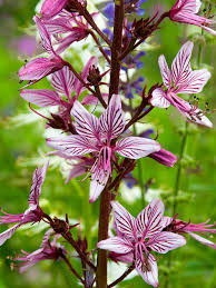 Pink Dictamnus Albus Flower Seeds for Planting – Heirloom Non-GMO High Germination Organic Garden Seeds