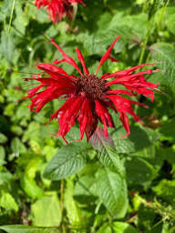 Red Beebal Flower Seeds Heirloom Non-GMO High Germination Organic Garden Seeds for Planting