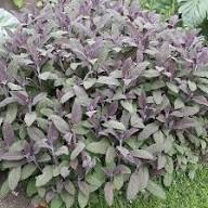 Purple Green Sage Plant Seeds Heirloom Non-GMO High Germination Organic Garden Seeds for Planting