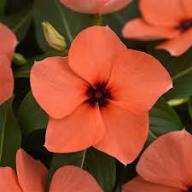 Orange Vinca Flower Seeds Heirloom Non-GMO High Germination Organic Garden Seeds
