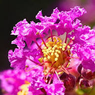 Purple Lagerstroemia Flower Seeds Heirloom Non-GMO High Germination Organic Garden Seeds for Planting