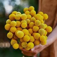Yellow Button Flower Seeds for Planting – Heirloom, Non-GMO, High Germination Organic Garden Seeds