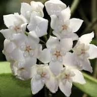 White Hoya Flower Seeds Heirloom Non-GMO High Germination Organic Garden Seeds for Planting