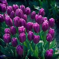 Violet Tulip Flower Seeds – Heirloom Non-GMO High Germination Organic Garden Seeds for Planting