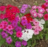 Semillas de flores variadas de Phlox Drummondii, reliquia, sin OMG, alta germinación, semillas de jardín orgánicas para plantar