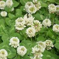 White Trifolium Alpestre Flower Seeds – Heirloom, Non-GMO, High Germination Organic Seeds