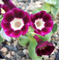 Burgundy Primula Flower Seeds for Planting – Heirloom Non-GMO High Germination Organic Garden Seeds