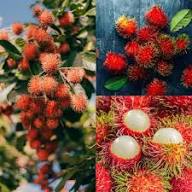 Rambutan Seeds White – Heirloom, Non-GMO, High Germination Organic Garden Seeds for Planting