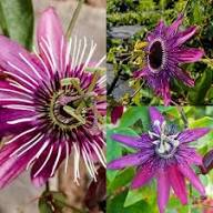 Pink Passion Flower Seeds – Heirloom, Non-GMO, High Germination Organic Garden Seeds for Planting